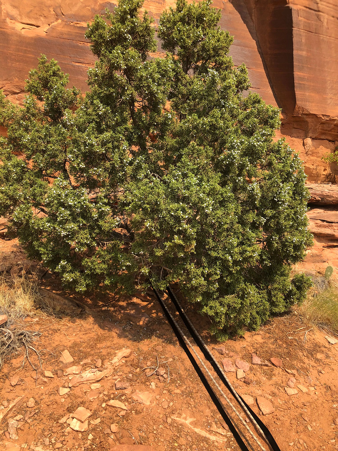 Rappel 4 Bush Anchor Longbow Arch Canyon