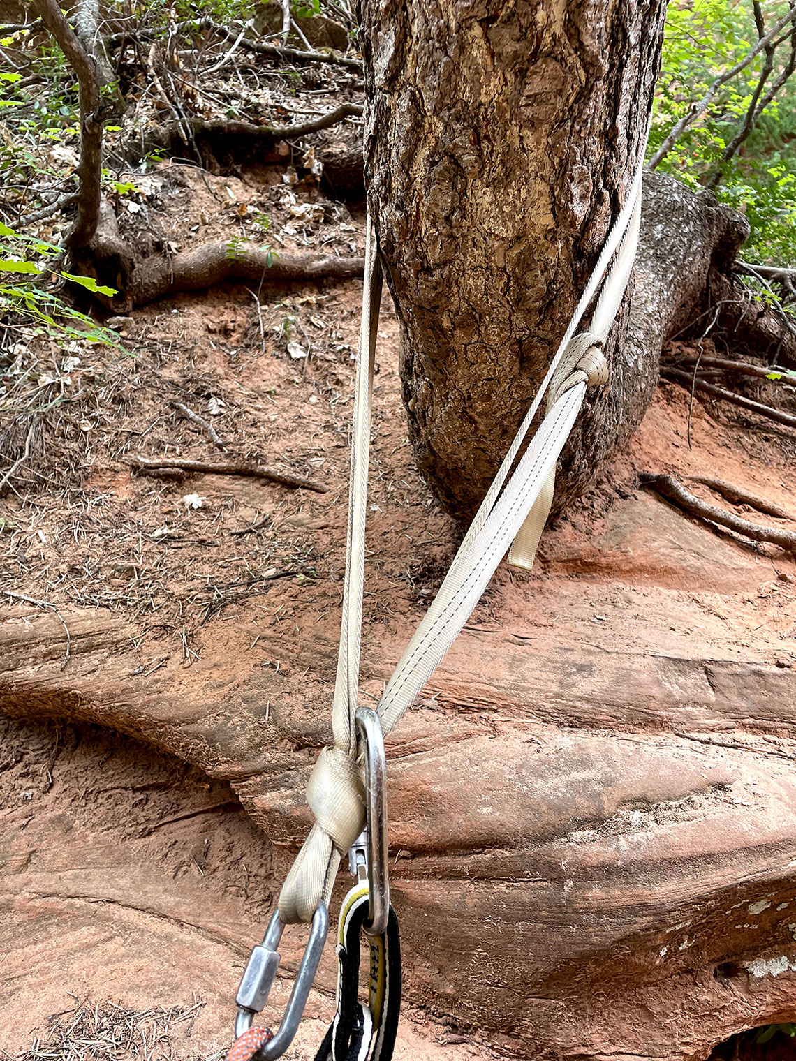 A tree provides an anchor for the 6th rappel in Behunin