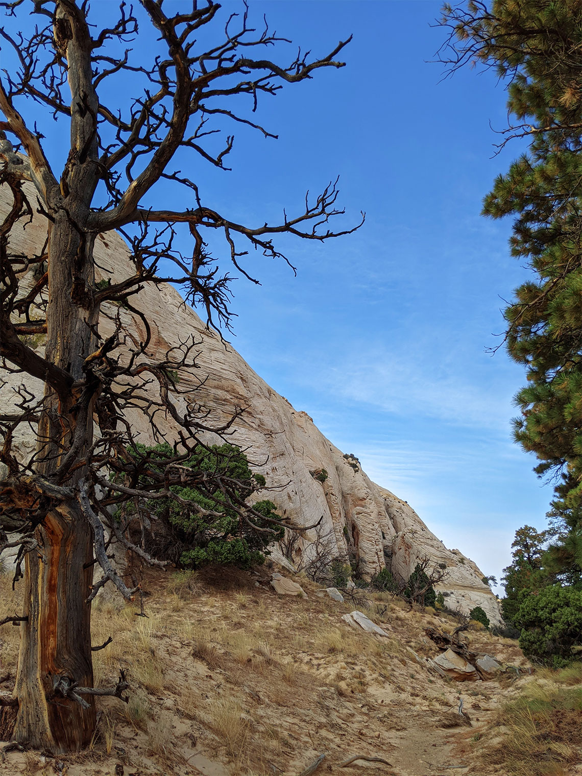 Dead tree marking the slab climb during the Stegosaur Canyon approach