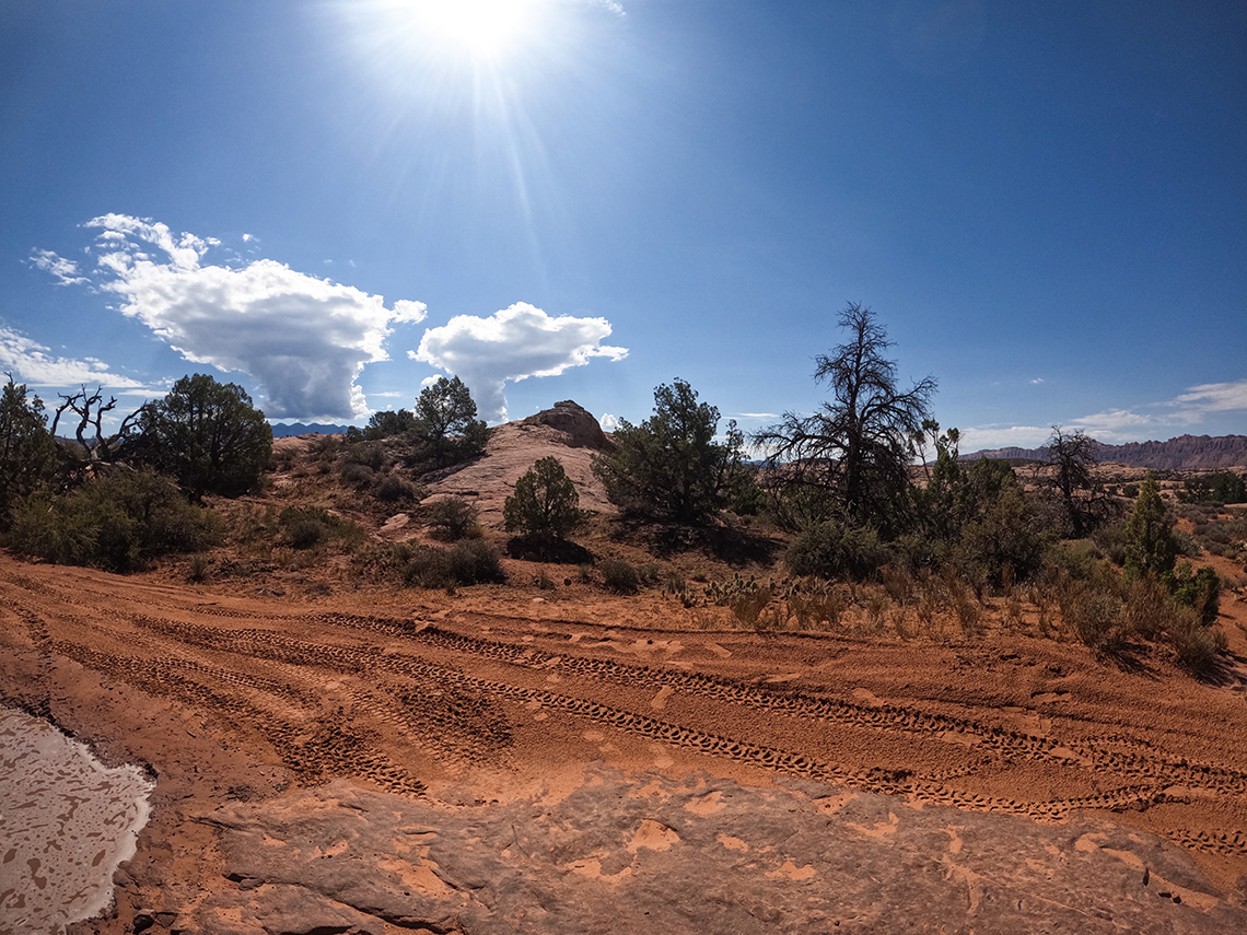 Fins n Things approach - dead tree